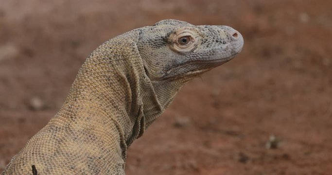 The Komodo dragon, (Varanus komodoensis), The Komodo monitor looking for food