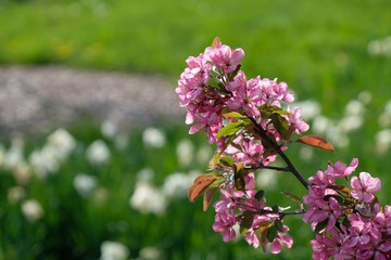 bee on flower