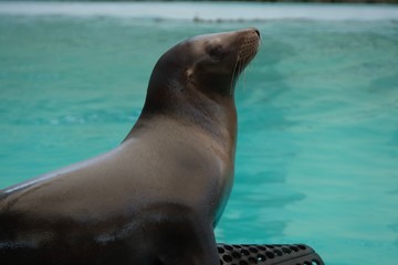 Obraz premium seal in water