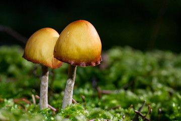 Mushroom background with a couple of small exemplares