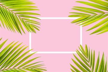Fototapeta na wymiar Natural palm leaf with white frame on pastel pink background, nature background
