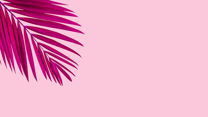 Fototapeta na wymiar Natural pink palm leaf on pastel pink background