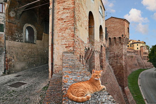 Jesi, Ancona, Marche, Italy: the ancient city walls and a cat on the wall