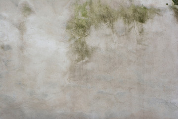 Background of an old concrete wall partially painted white with fine texture and traces of moss and...