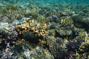 Red Sea underwater landscape with fishes and corals. Natural background