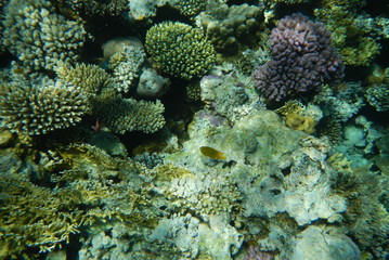 Plakat Red Sea underwater landscape with fishes and corals. Natural background