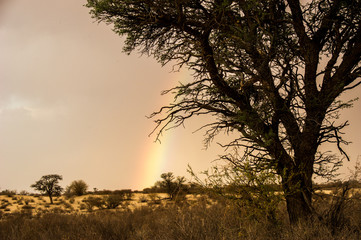 Fototapeta na wymiar Rainbow In The Sky At The Kgalagadi Transfrontier National Park