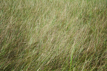 Green grass as texture or background