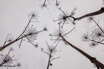 Bottom view of wilted hogweed plants against a gray autumn sky. There are dried tall stems and umbrellas. Background. Texture.