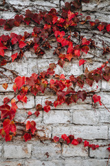 Autumn red hedera (ivy) leaves at gray brick wall