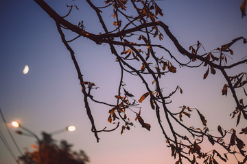 branches against the sky