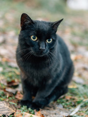 Black cat outdoor. Foggy morning over the lake. 