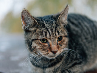 cat with cute eyes outdoor
