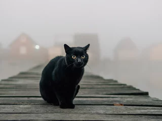 Tuinposter Black cat outdoor. Foggy morning over the lake.  © Laszlo