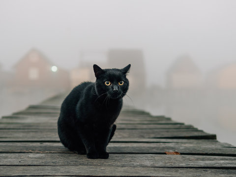 Black cat outdoor. Foggy morning over the lake. 