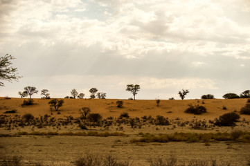 Fototapeta na wymiar Desert Landscape During The Day At The Kgalagadi