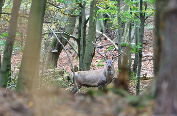 Stag deer with antlers walking in the woods in pairing season