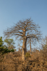 Vertical format African landscape setting with vegetation and baobab trees image for background use with copy space