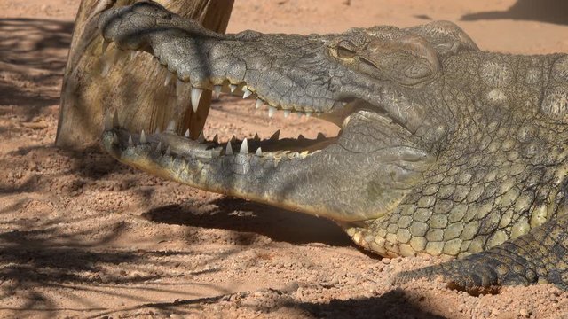 Crocodile opens its mouth close up