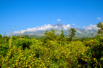 Fototapeta premium Field of yellow flowers and blue sky