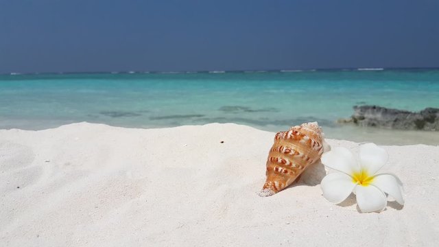 Plumeria flower with seashell on a beautiful clean white sand and waves with blue clear sky and rocks at background in Fiji on a sunny day - Close up shot
