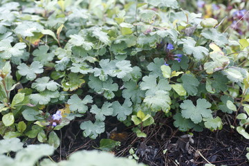 geranium renardii - geraniaceae Kaukasus-Storchschnabel