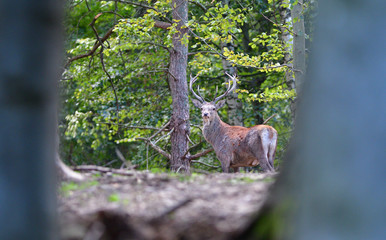 Stag deer with antlers walking in the woods in pairing season