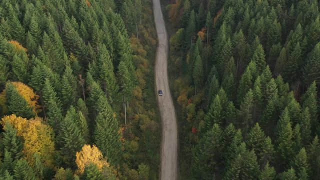 Lonely road in the wild forest at sunrise. Morning in the forest.