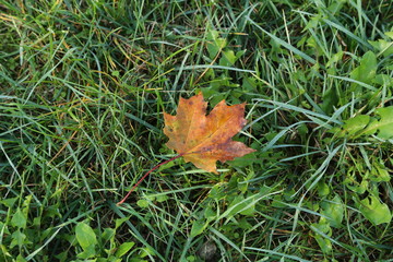 Fototapeta premium Yellow maple leaf lies on green grass