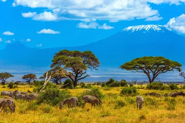 Cercles muraux Kilimandjaro Acacia du désert dans la savane