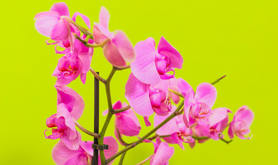pink orchid flower .close up.flower background 