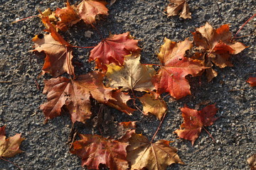 Bright maple leaves lie on the pavement in autumn