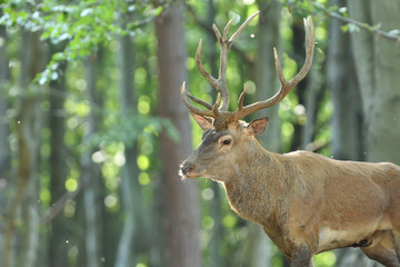 Portrait of deer stag head with antlers in the forest during mating season  
