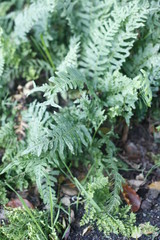 polypodium vulgare - Tüpfelfarn