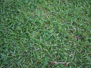 Green Grass Wallpaper, Closed up view of Grass, Chatuchak Park, Bangkok, Thailand