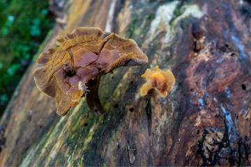 champignons sur un tronc d'arbre au sol