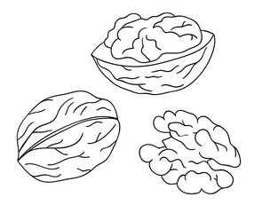 Vector black and white walnut icon. Set of isolated monochrome nuts. Food line drawing illustration in cartoon or doodle style isolated on white background..