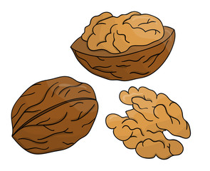 Vector colored walnut icon. Set of isolated monochrome nuts. Food line drawing illustration in cartoon or doodle style isolated on white background..