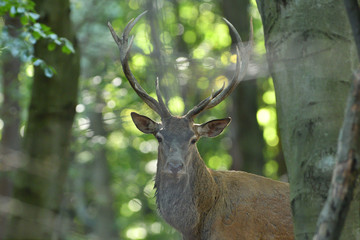 Naklejka na ściany i meble Portrait of deer stag head with antlers in the forest during mating season 