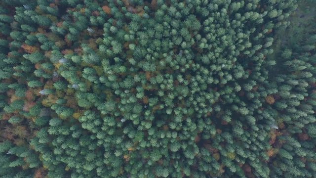 Green wild carpathian forest. Aerial forest view. Autumn forest. Ukrainian carpathian. Mountain forest.