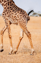 Giraffe running in grass field of Serengeti Savanna - African Tanzania Safari trip