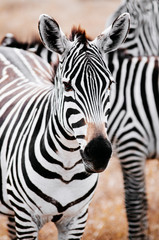 Fototapeta na wymiar Zebra head shot in golden grass field in Ngorongoro, Serengeti Tanzania Savanna forest