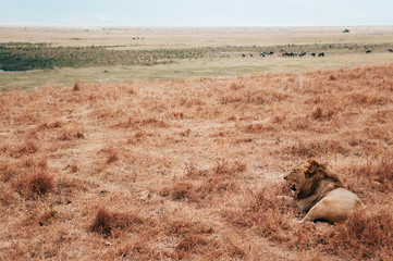 Male lion lie on golden grass field in Ngorongoro, Serengeti Tanzania Savanna forest