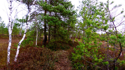 red wine grapes in the vineyard