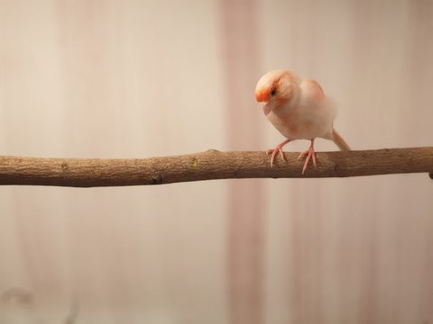 bird on branch