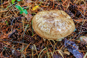 Wild mushrooms being born among the forest vegetation in Madrid
