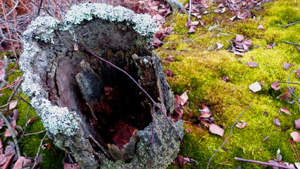 flowers in the garden