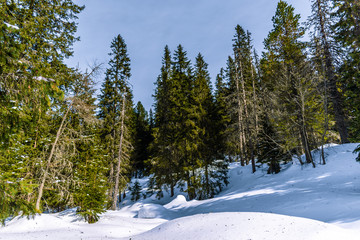 Tall pine trees in the High Tatras, Slovakia