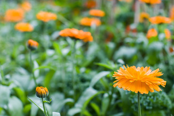 Orange marigold flowers on a green blurred background. One large flower has blossomed and the second small bud is still closed. Selective focus.