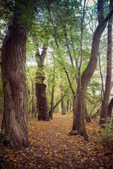 Forest on an autumn day